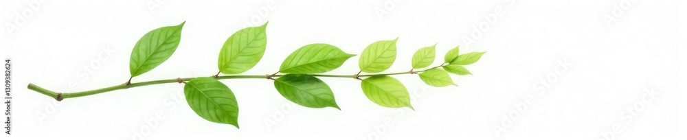 Fototapeta premium Single branch with delicate foliage on white background, elegance, isolated branches, greenery