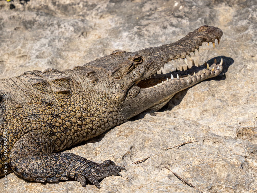 Fototapeta premium Krokodil
