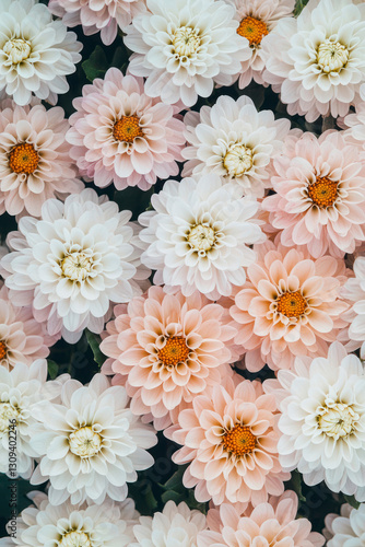 Vertical Chrysanthemums springtime scenery, nature background. Festive holiday greeting card for Birthday, Woman or Mothers Day.