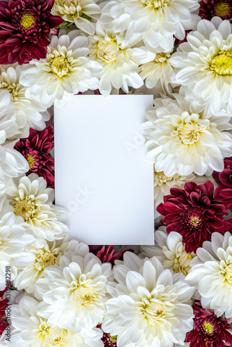 Vertical Chrysanthemums springtime scenery, nature background. Festive holiday greeting card for Birthday, Woman or Mothers Day.