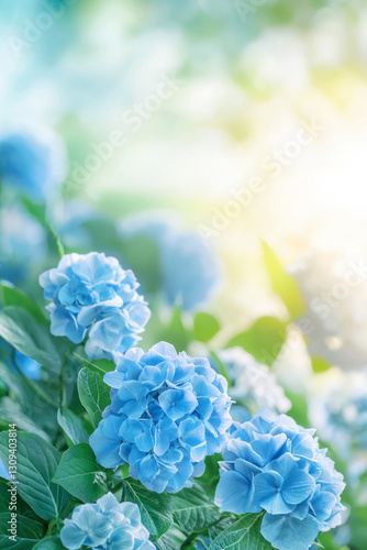 Vertical Hydrangea macrophylla, Hortensia flowers field blooming in natural garden background.