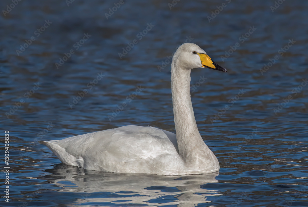 Whooper Swan swimming on a loch, close up Whooper Swan swimming on a loch, close up