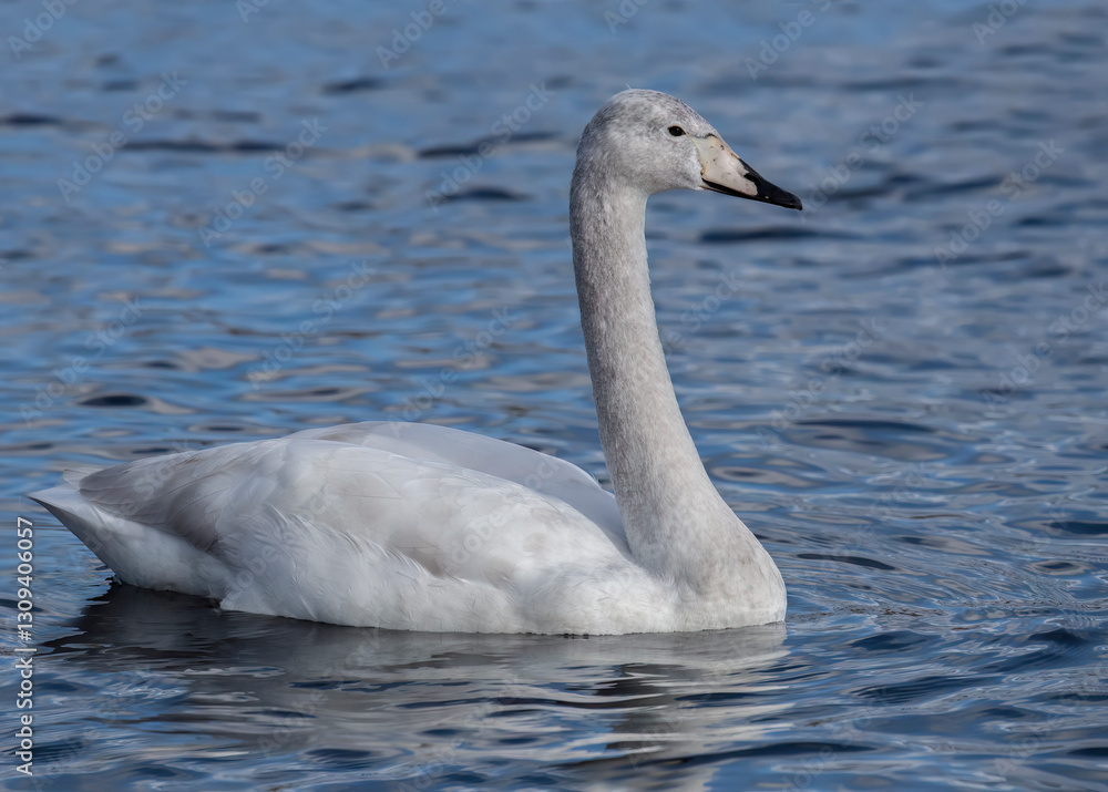 Whooper Swan Cygnet, swimming on a loch, close up Whooper Swan Cygnet, swimming on a loch, close up