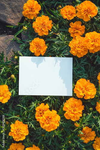 Vertical Marigolds springtime scenery, nature background. Festive holiday greeting card for Birthday, Woman or Mothers Day.