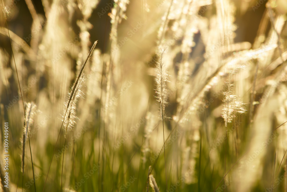 Golden Sunlight Shining Through Tall Grass Blades at Dusk Golden Sunlight Shining Through Tall Grass Blades at Dusk