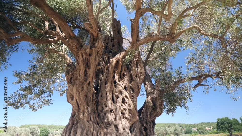 1800 year old olive tree - 1800 year old olive tree in the ancient city of Teos. The tree was nicknamed Umay Nine by the people. 1800 year old olive tree - 1800 year old olive tree in the ancient city of Teos. The tree was nicknamed Umay Nine by the people.