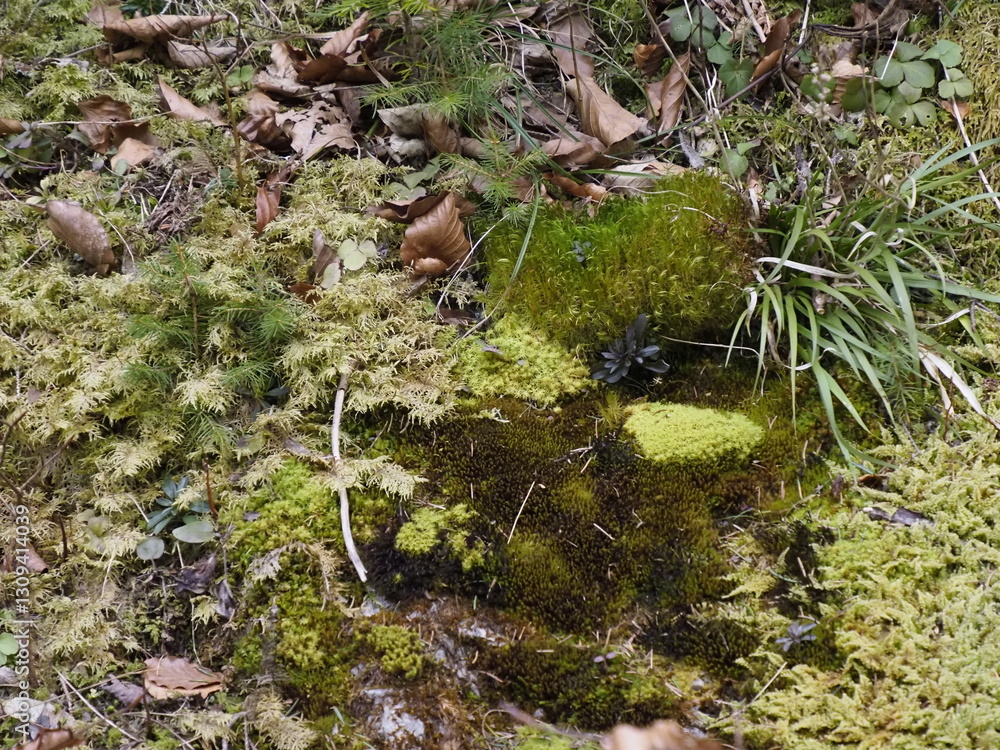 Mossy Rocks and Leaves in Forest, Close-up Mossy Rocks and Leaves in Forest, Close-up