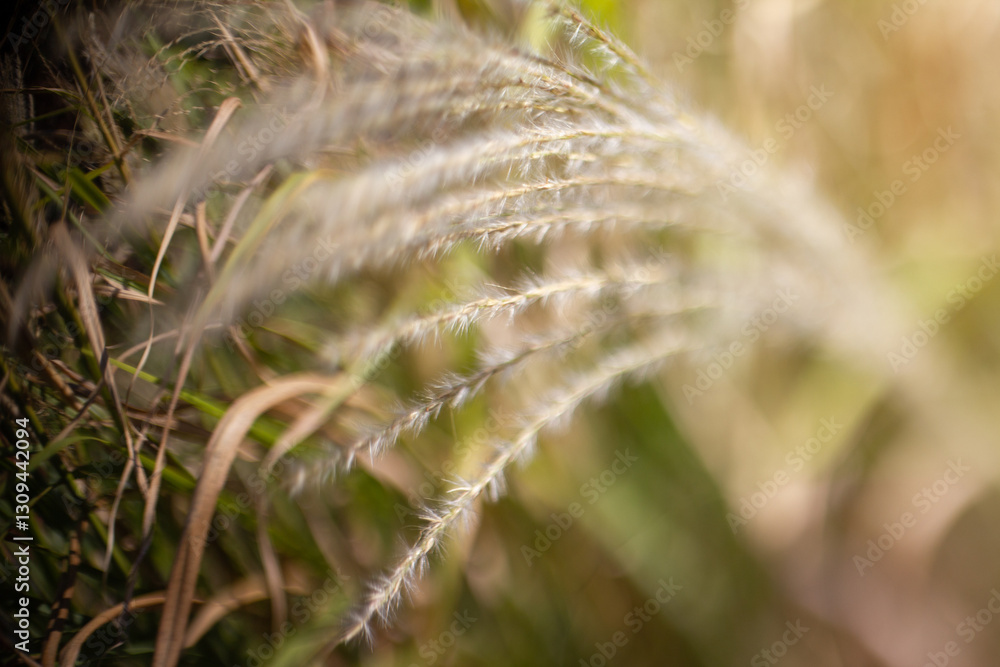 ornamental grass head ornamental grass head