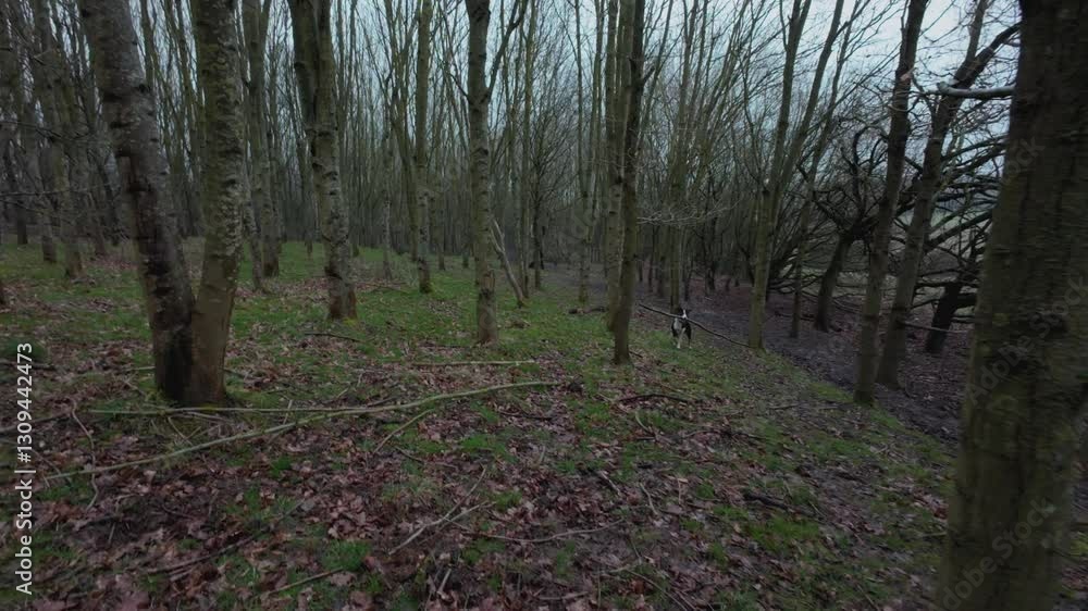 Point of view POV first person perspective walking through wintery cold forest no leaves on the trees muddy grounds in Rutland England UK. Point of view POV first person perspective walking through wintery cold forest no leaves on the trees muddy grounds in Rutland England UK.