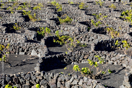 vineyard landscape La Geria in Tinajo on volcanic soil, the Lapilli earth photo