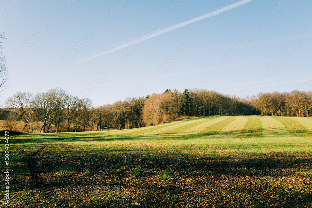 A serene countryside landscape featuring a green field with striped grass patterns, surrounded by a dense forest under a soft blue sky with contrails. A peaceful rural scene bathed in warm sunlight.