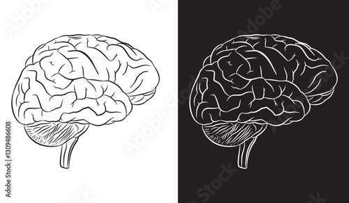 Linear drawing of black brain with white background and linear drawing of white brain with black background.