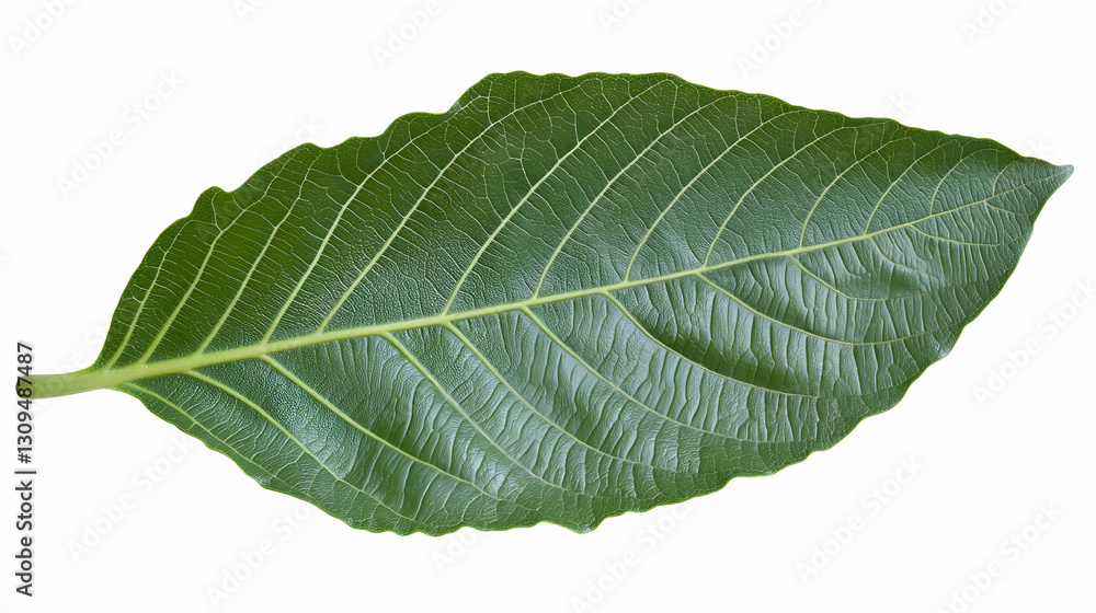 Obraz premium Close-up Green Leaf Against White