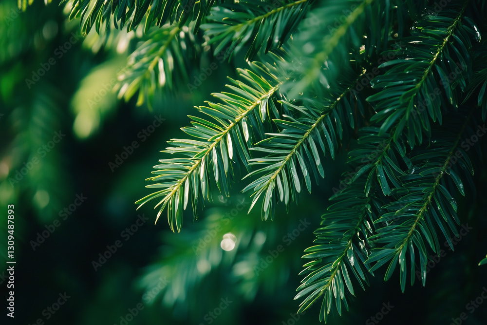 Lush Green Pine Needles Close-Up Lush Green Pine Needles Close-Up