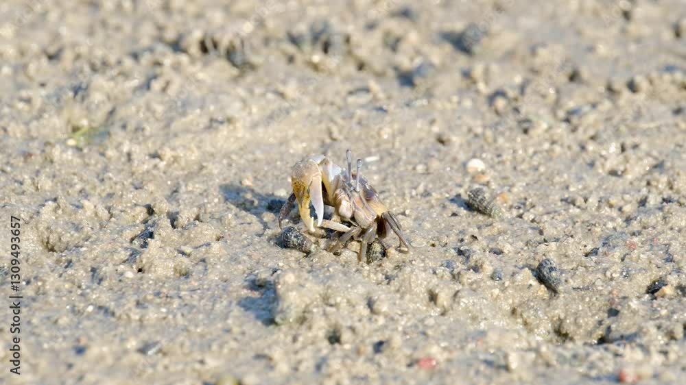 Fiddler Crabs walking on sandy beach and eating. Group of Ghost crabs across a muddy wetland area during low tide in Thailand Fiddler Crabs walking on sandy beach and eating. Group of Ghost crabs across a muddy wetland area during low tide in Thailand