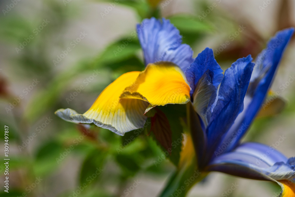 Beautiful Close-Up of a Vibrant Blue Iris Flower in Full Bloom