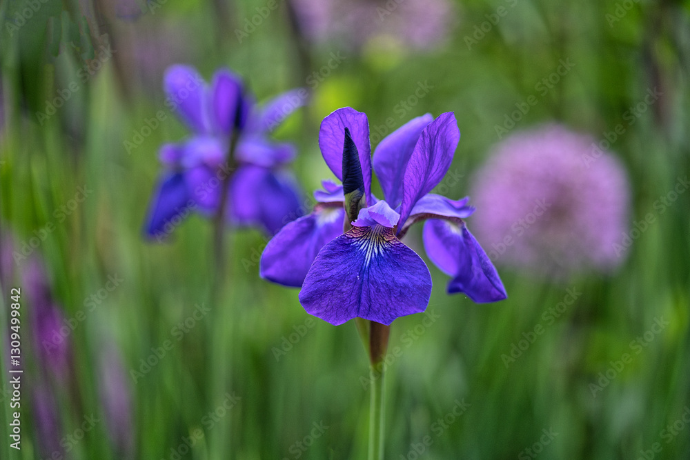Iris xiphium,Spanish iris Iris xiphium,Spanish iris