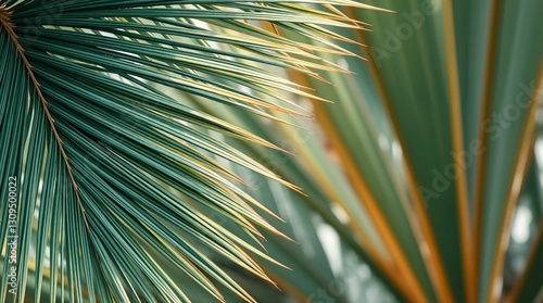 Close-up of palm leaves with soft sunlight in the background for Palm Sunday celebration concept