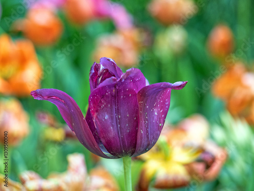 Wallpaper Mural Tulip in bloom, early spring Torontodigital.ca