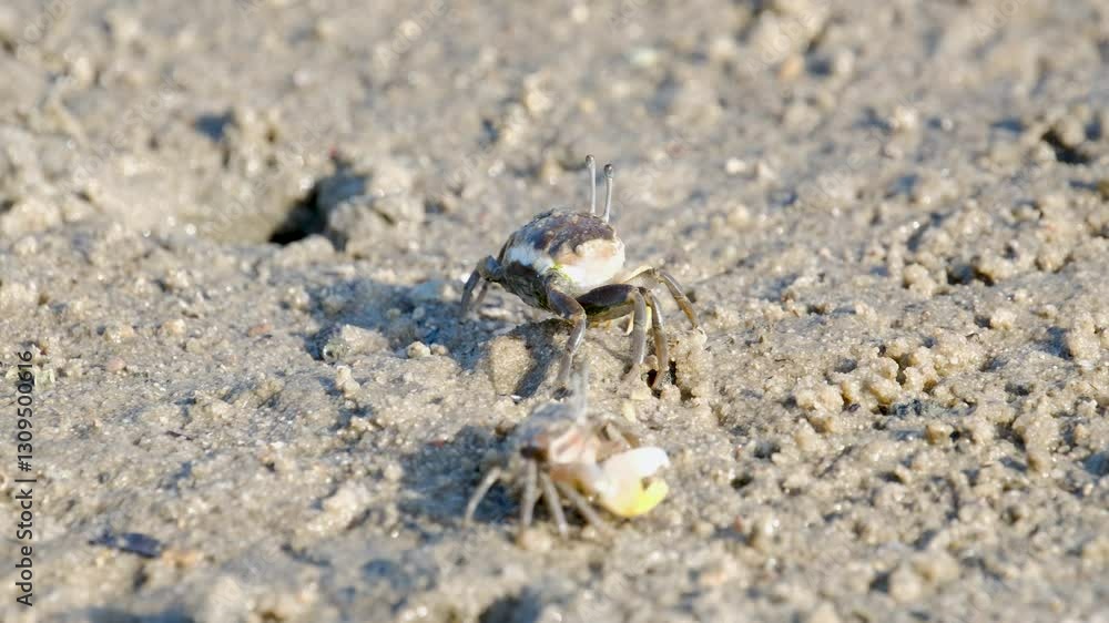 Fiddler Crabs walking on sandy beach and eating. Group of Ghost crabs across a muddy wetland area during low tide in Thailand Fiddler Crabs walking on sandy beach and eating. Group of Ghost crabs across a muddy wetland area during low tide in Thailand