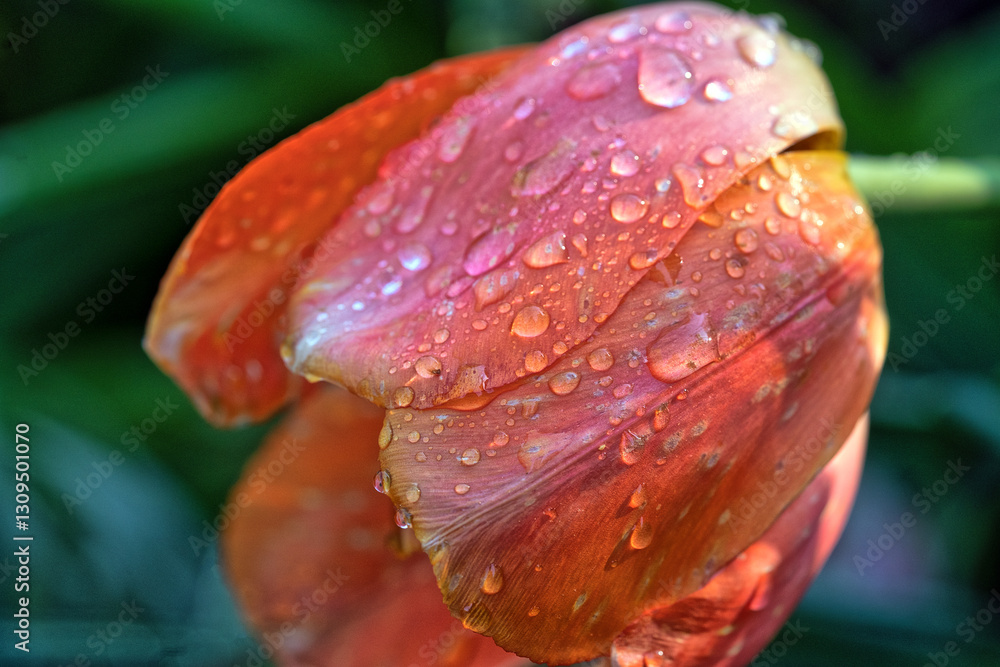 custom made wallpaper toronto digitalTulip in bloom, early spring