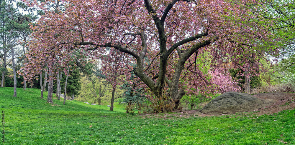 Central Park in spring Central Park in spring
