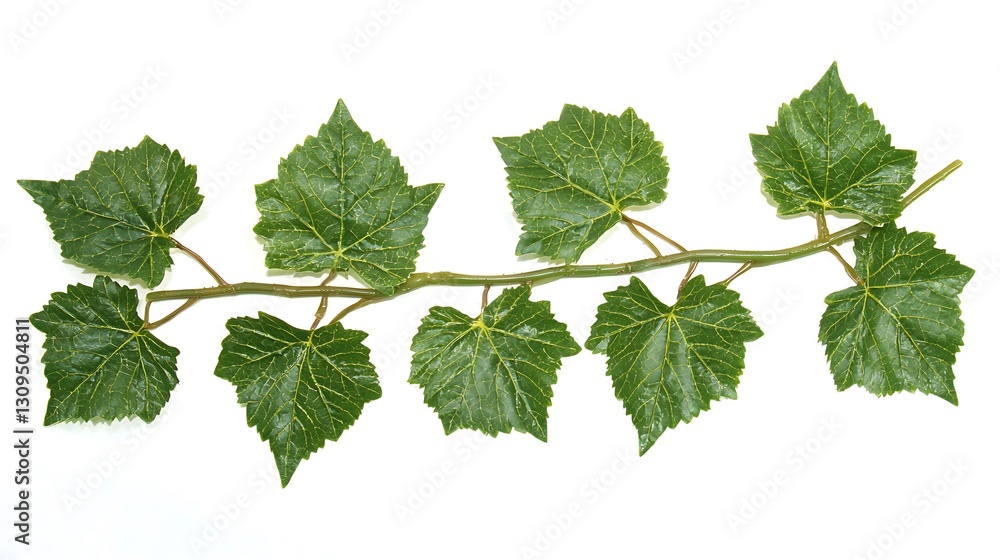 Fototapeta premium Green Grapevine Branch with Leaves