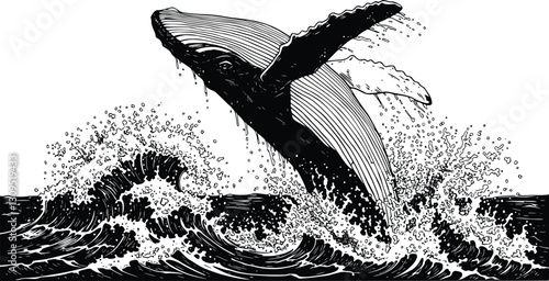 Black and white whale breaching through the ocean waves