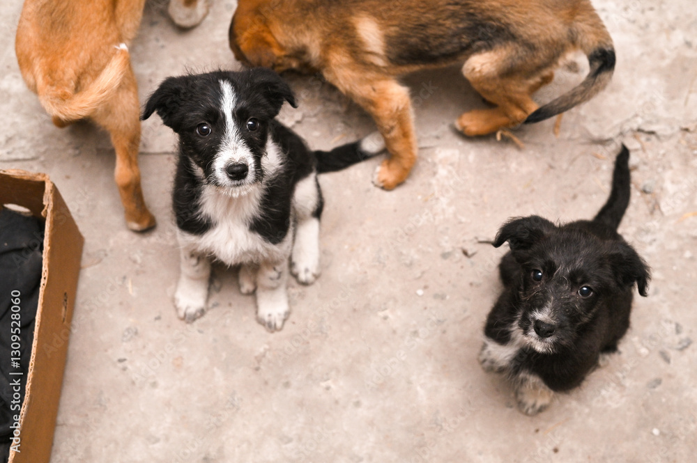 mongrel dogs. mongrel puppies looking at the camera mongrel dogs. mongrel puppies looking at the camera