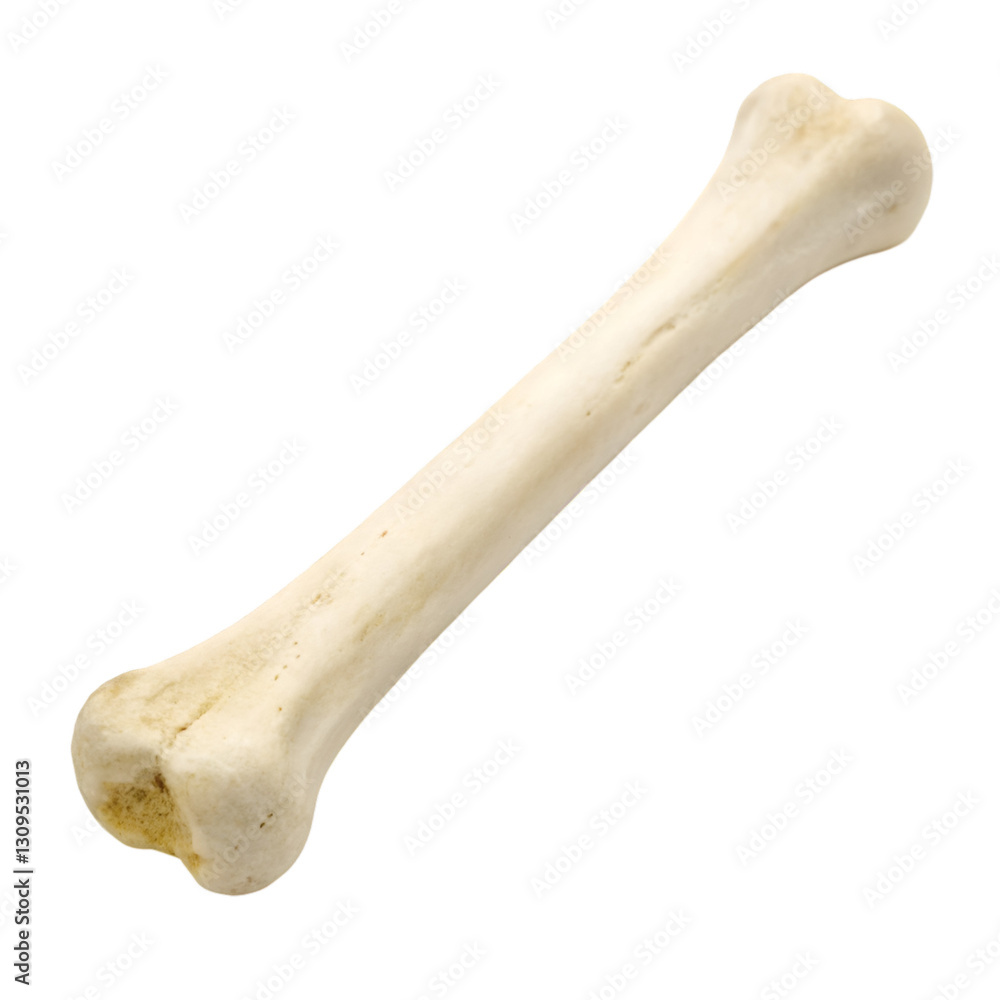 A bone isolated on transparent background A bone isolated on transparent background