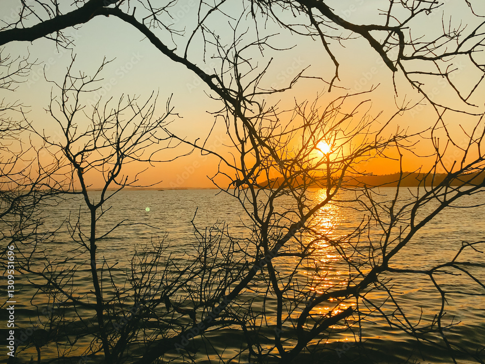 Naked tree in the sunset. Panorama. Can be used as background Naked tree in the sunset. Panorama. Can be used as background