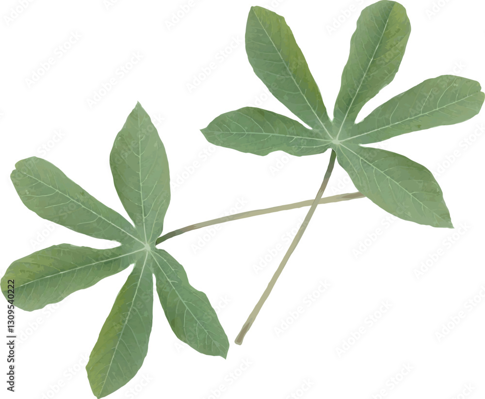 vector image of two green cassava leaves isolated on white vector image of two green cassava leaves isolated on white