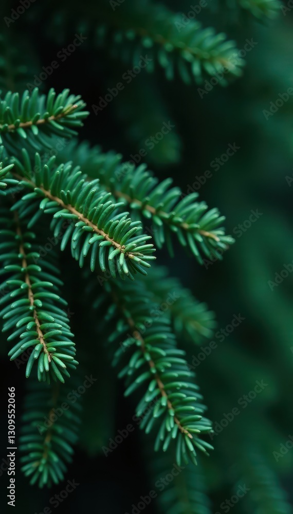 Dark green fir branches, plump cones, close-up, winter, cone Dark green fir branches, plump cones, close-up, winter, cone