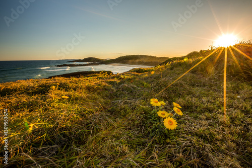 Coastal sunset landscape with everlasting flowers