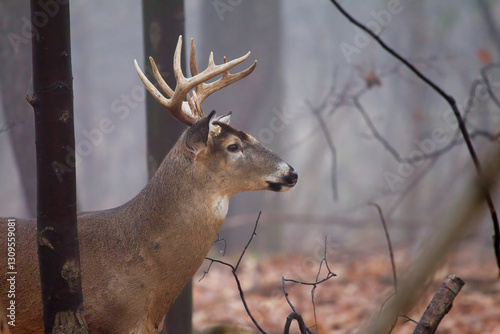 Close-up of alert buck whitetail deer