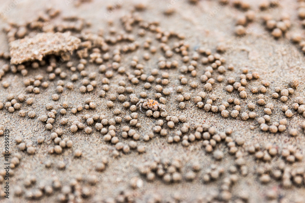 sand crab surrounded by balls of sand