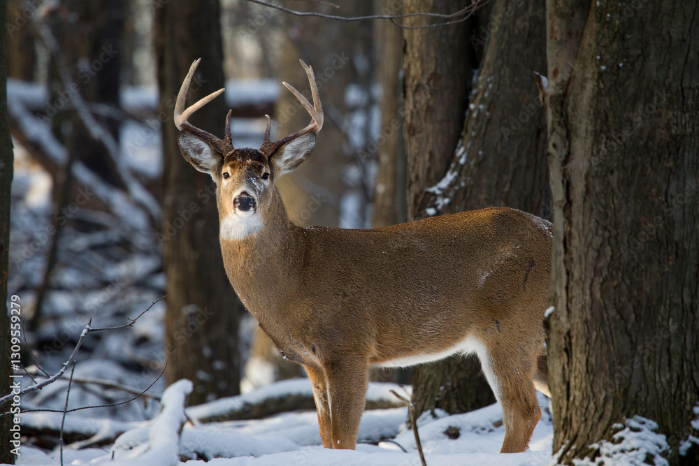 Mature buck whitetail deer in the winter woods. Mature buck whitetail deer in the winter woods.