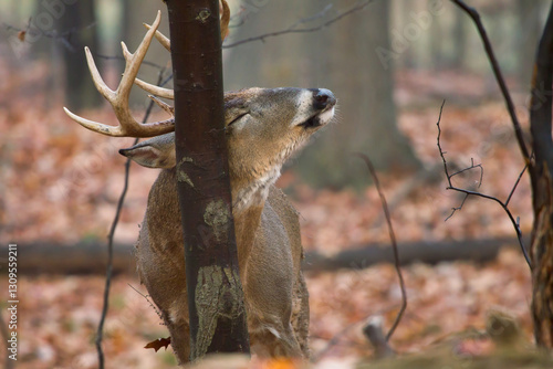 Buck whitetail deer rubbing his antlers on a tree.
