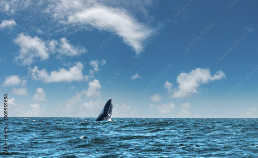Fototapeta premium A humpback whale calf initiates a full body breach, Baja California Sur, Mexico