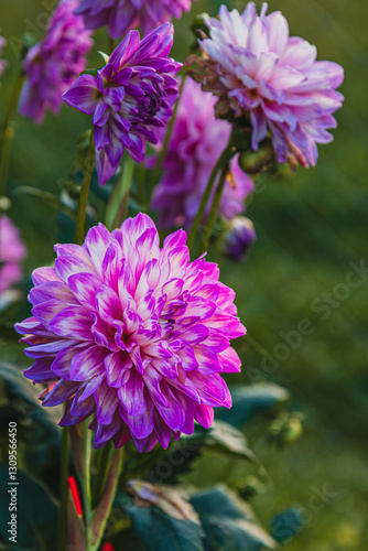 Vibrant purple dahlias bloom in a serene garden during sunset hours