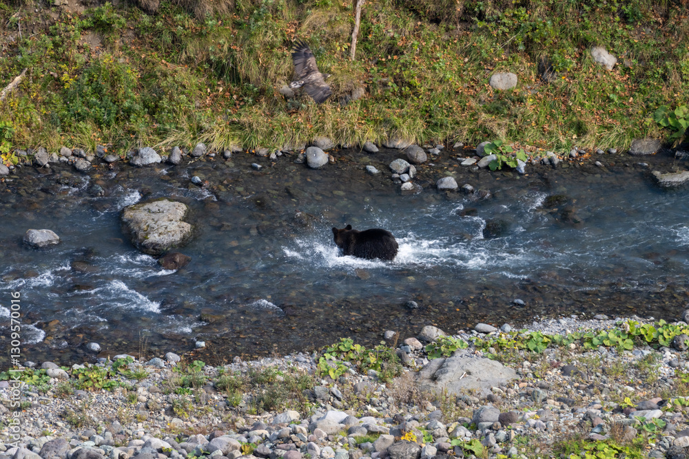 北海道 エゾヒグマ 熊 ヒグマ 野生 獣 北海道 エゾヒグマ 熊 ヒグマ 野生 獣