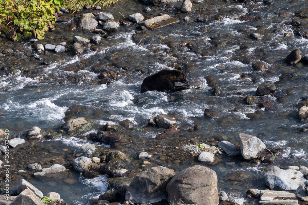 Fototapeta premium 北海道 エゾヒグマ 熊 ヒグマ 野生 獣 