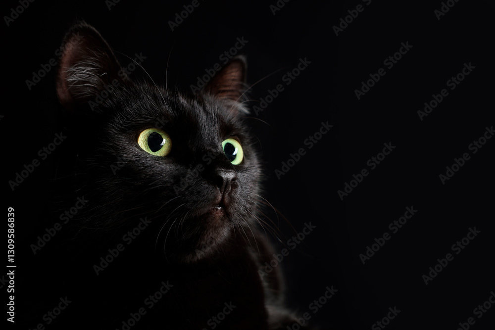 Cute cat on black background, closeup and space for text. Adorable pet Cute cat on black background, closeup and space for text. Adorable pet