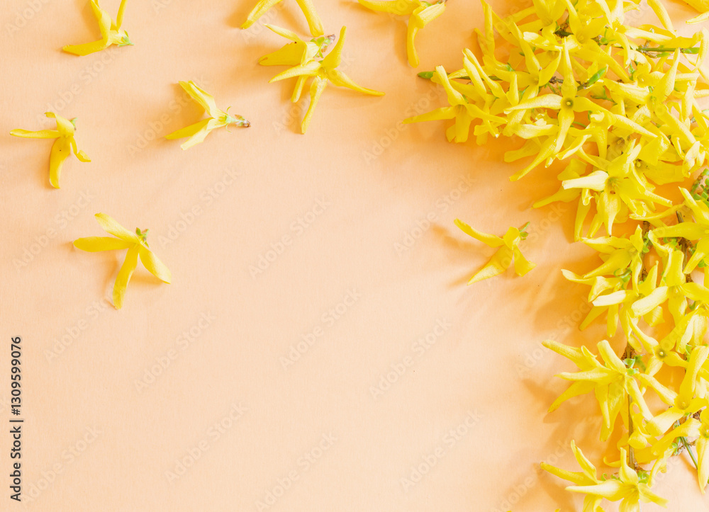 yellow forsythia flowers on paper background yellow forsythia flowers on paper background