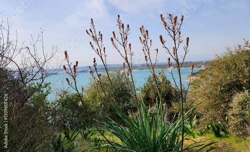 With its attractive white star-like flowers and gray-green, sword-like leaves, common asphodel (Asphodelus aestivus) is undoubtedly one of the most dominant beauties of the Mediterranean slopes. photo