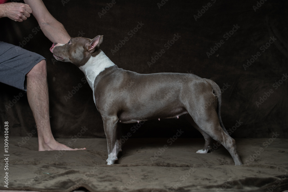 Portrait of a beautiful purebred Staffordshire Terrier in a studio on a dark background. Portrait of a beautiful purebred Staffordshire Terrier in a studio on a dark background.