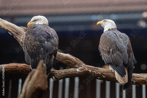 American Bald Eagle in the Aviary