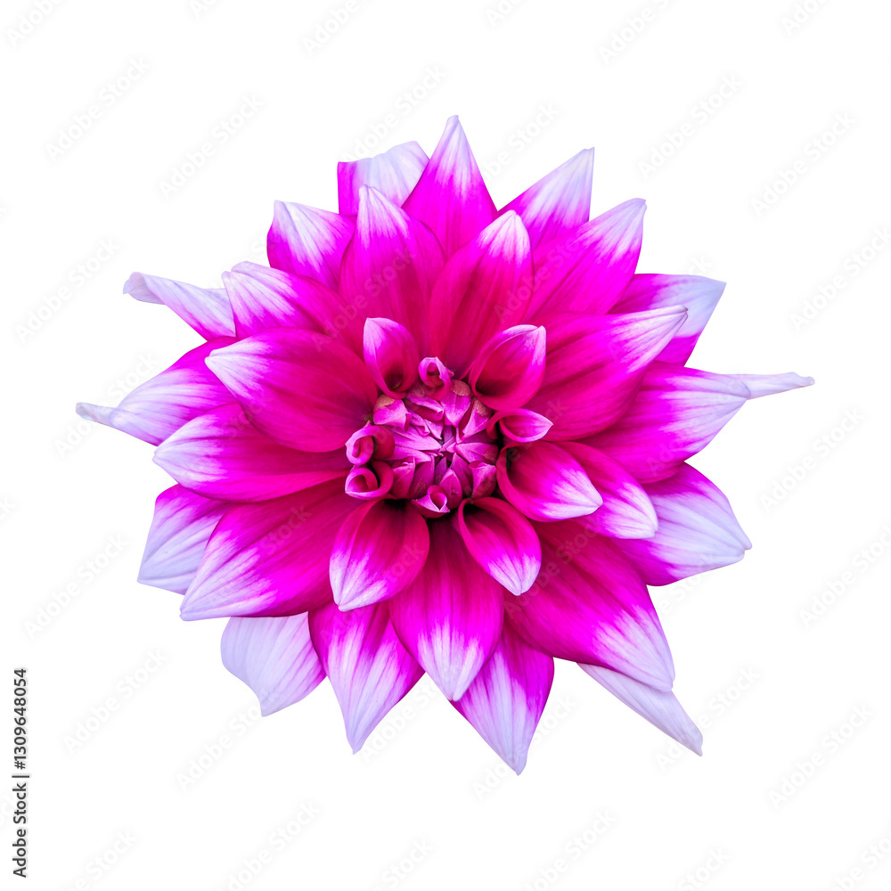 Fototapeta premium Pink white dahlia flower isolated on transparent background 