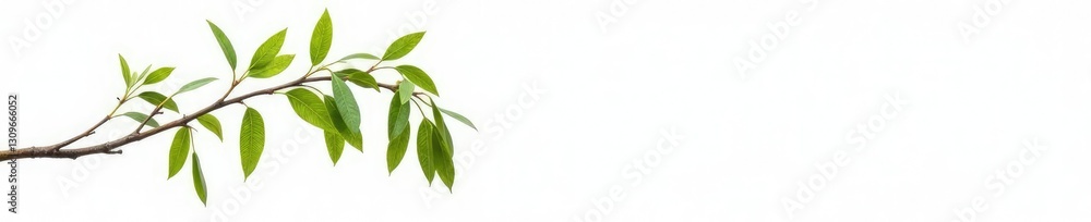 Fototapeta premium Single branch of a willow tree against pure white background with delicate, drooping branches, simple, branch