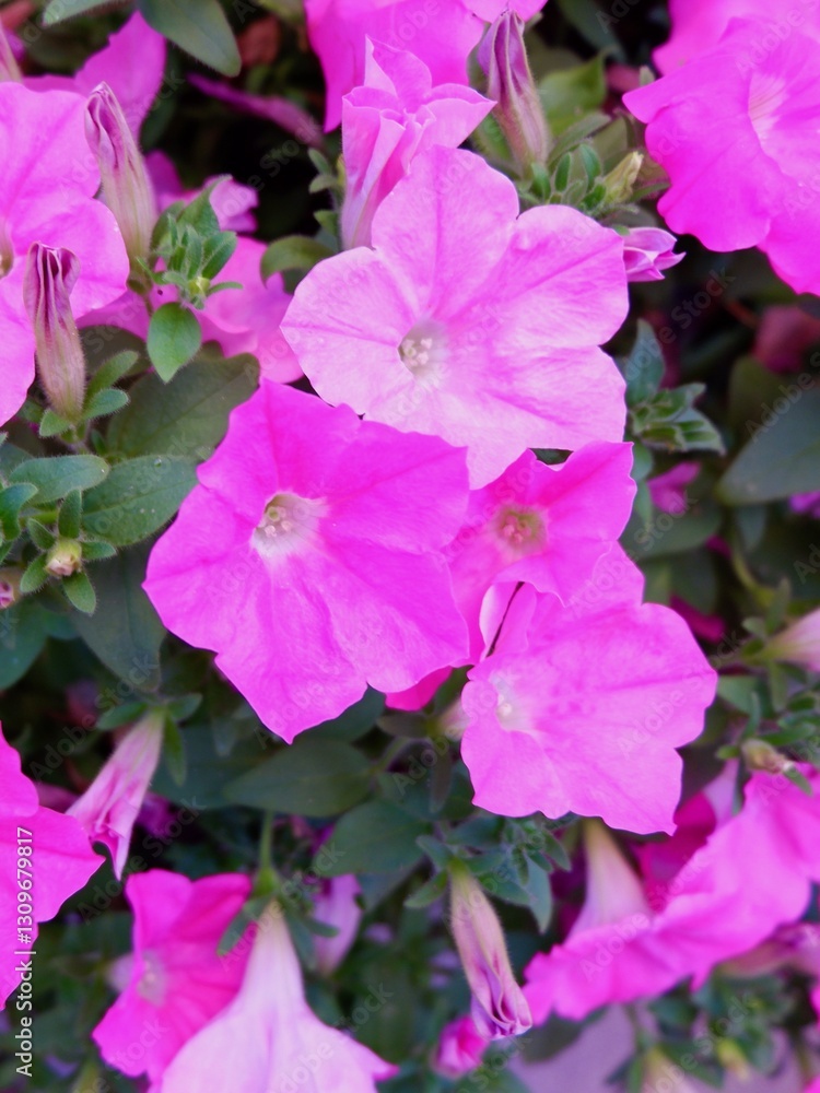 Tender bloom of vivid pink Petunia Tender bloom of vivid pink Petunia